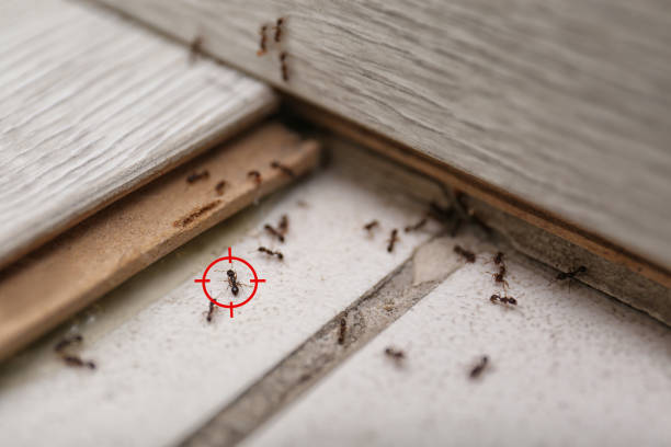 Best Wasp Removal Services  in Hyde Park, UT