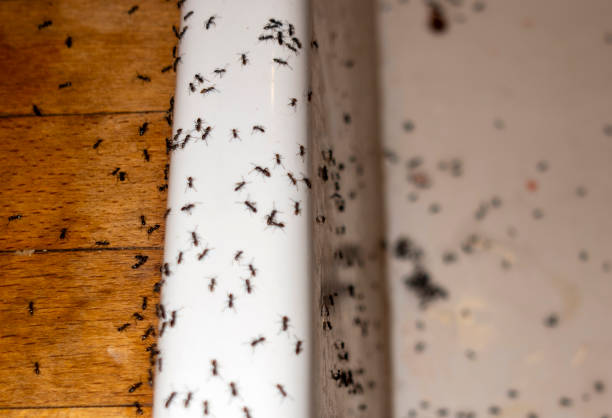 Best Mosquito Control Services  in Hyde Park, UT