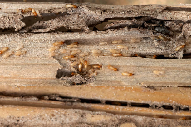 Best Wildlife Control Services  in Hyde Park, UT