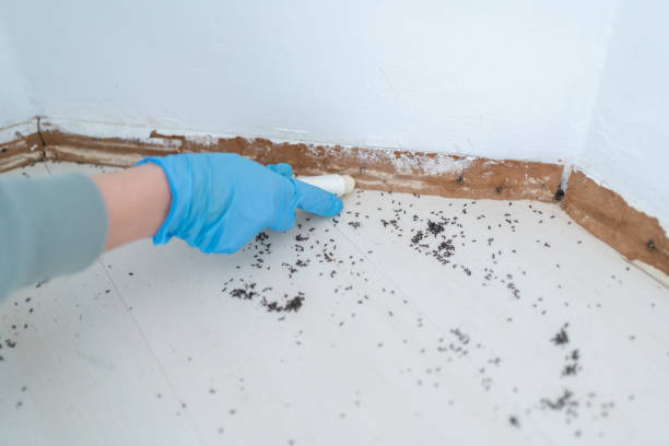 Best Best Pest Control Companies  in Hyde Park, UT